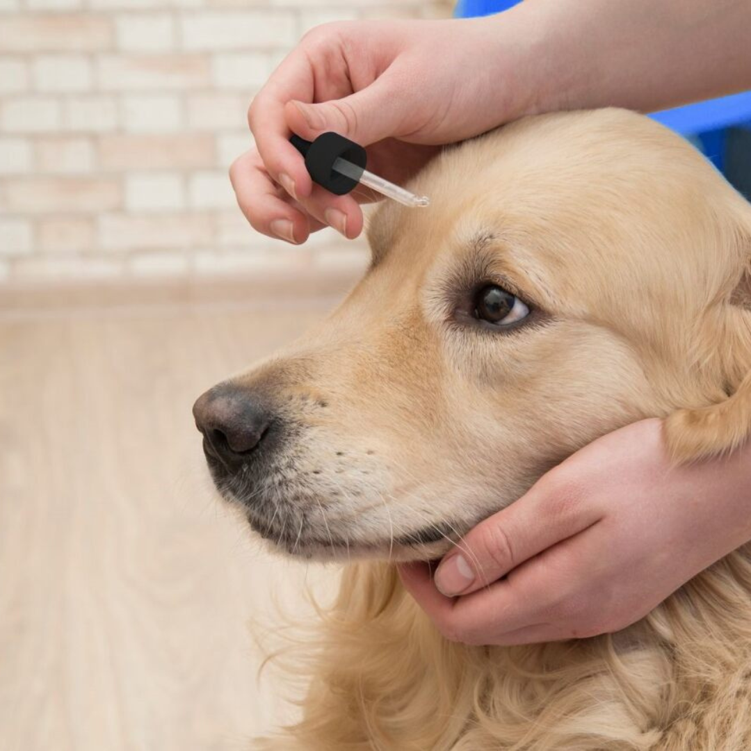 Dew Pet Eye Drops – 100% Mineral, Kind & Gentle Cleansing 65ML and 2.5 Litre refill