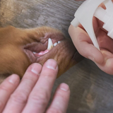 Dew Pet Dental Spray – 100% Mineral HOCl, Gentle, Fast Acting 250ml