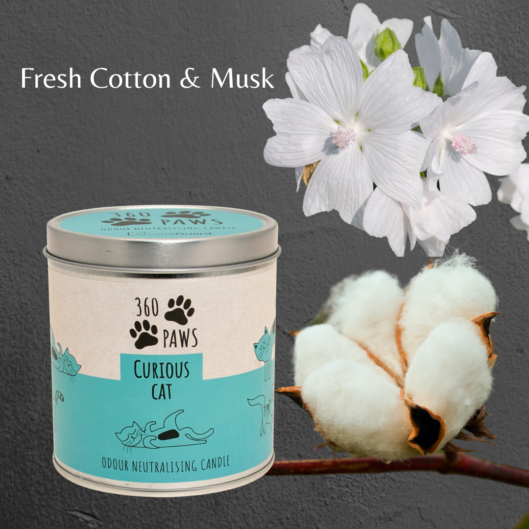 Curious Cat Candle - Fresh Lavender & Neroli